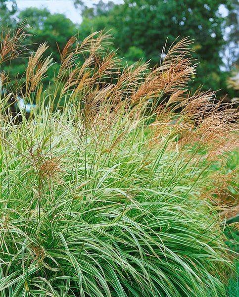 Miscanthus sinensis 'Federweißer', Chinaschilf, weiß, 3-5 Liter Container