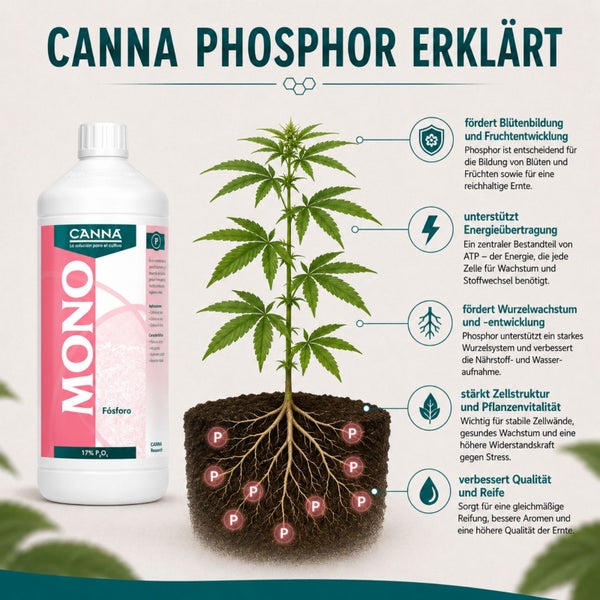 Infografik zeigt Canna Mono Phosphor Pflanzendünger und dessen Wirkung auf Wurzeln, Energieübertragung, Blütenbildung und Pflanzenvitalität.