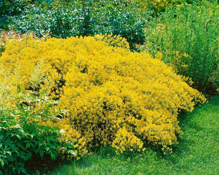 Gelb blühender Ginsterstrauch im Garten.