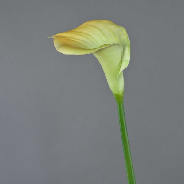 Nahaufnahme einer hellgrünen Calla-Blüte.