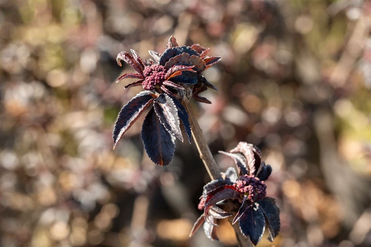 Sambucus nigra 'Black Tower' -R-, Schwarzer Holunder, 60–80 cm