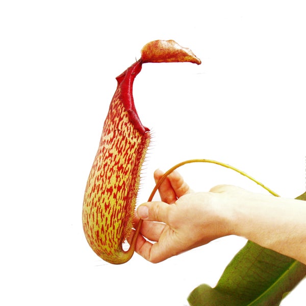 Nepenthes maxima - Riesen-Kannenpflanze - Ampel