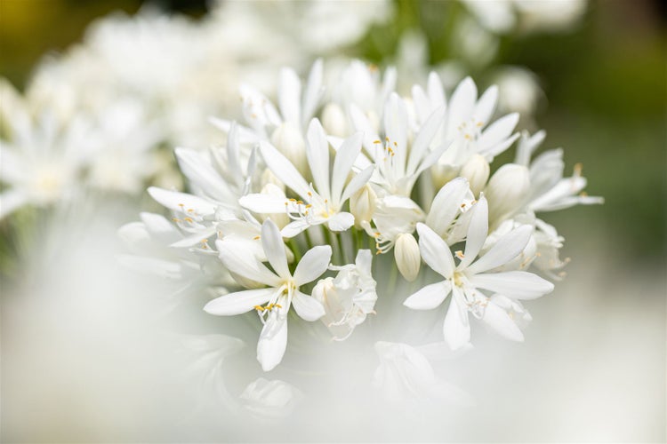 Agapanthus africanus 'Albus', Schmucklilie, weiß, ca. 9x9 cm Topf