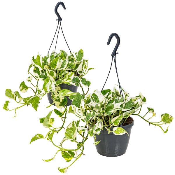 Scindapsus 'N-Joy' im Hängetopf pro 2 | Epipremnum - Zimmerpflanze cm17 cm - ↕20 cm