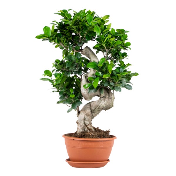 Ficus microcarpa 'Ginseng' S-Form – Bonsai – Zimmerpflanze – ⌀22 cm - ↕60-70 cm