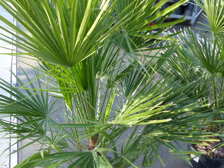Palme120-130 cm Zwergpalme Chamaerops Humilis, winterhart bis -12°C