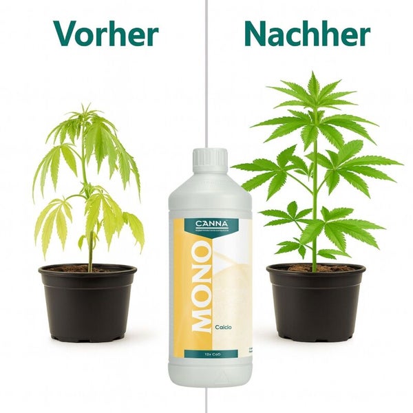 Vergleichsbild mit Canna Mono Calcium Düngerflasche zwischen einer schwachen und einer kräftigen Hanfpflanze als Vorher und Nachher Effekt.