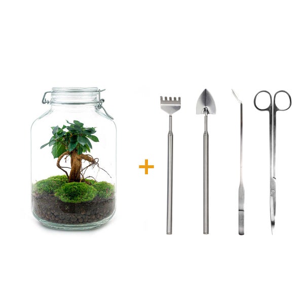 Flaschengarten Mason Jar DIY-Pflanzenterrarium 28 cm mit Ficus Bonsai incl. Rechen, Schaufel, Pinzette und Schere