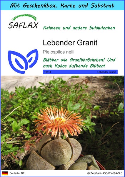 SAFLAX Geschenk Set - Lebender Granit - Pleiospilos nelii - 40 Samen - Mit Geschenkbox, Versandaufkleber, Geschenkkarte und Anzuchtsubstrat