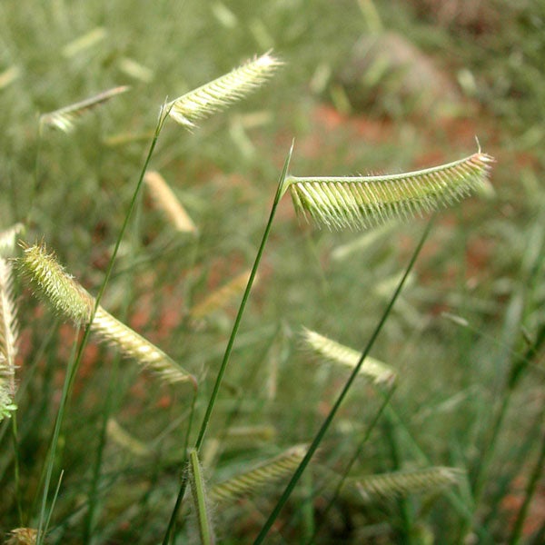 Nahaufnahme von Wiesengras im Feld
