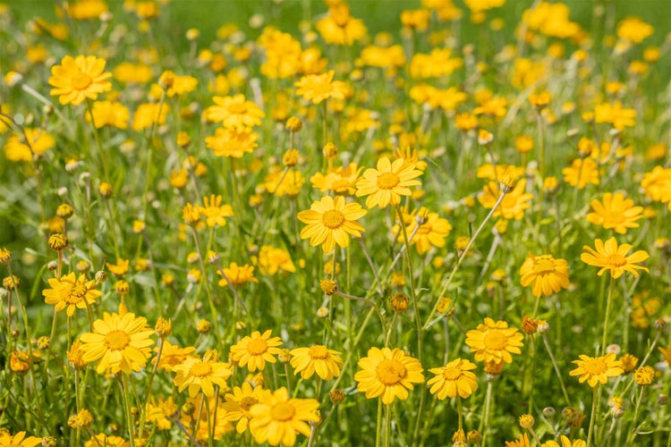 Feld mit vielen gelben Gänseblümchen