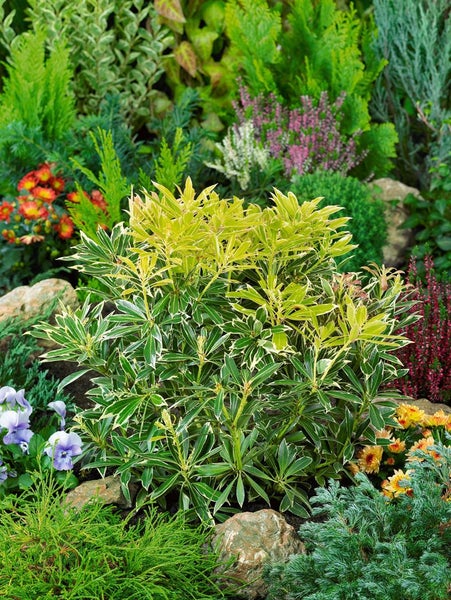 Pieris japonica 'Flaming Silver', Japanische Lavendelheide, 20–25 cm