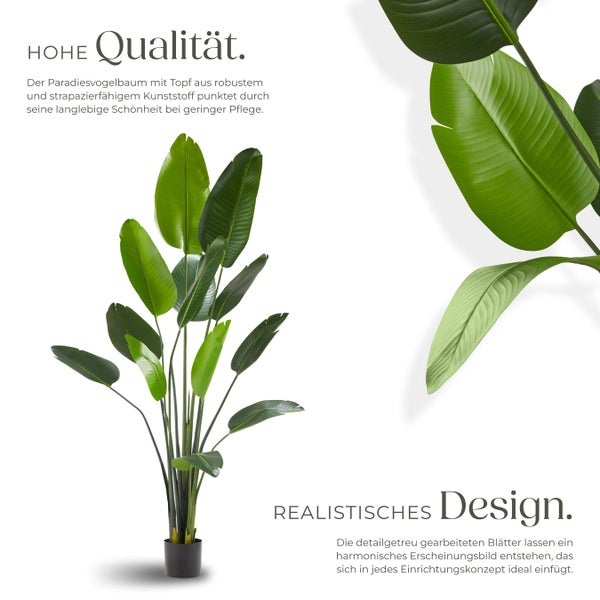 Paradiesvogelbaum im Topf aus robustem Kunststoff.