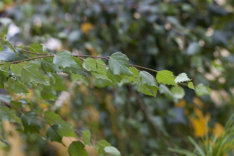 Betula pendula 'Youngii', Hängebirke, 100 cm Stammhöhe