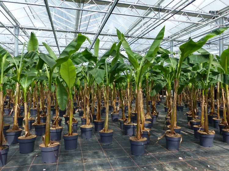 Angebot Bananenstaude Musa Basjoo 140 - 160 cm winterhart Staude japanische Faserbanane
