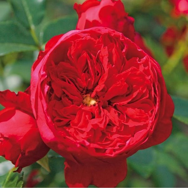 Nahaufnahme einer roten Rosenblüte