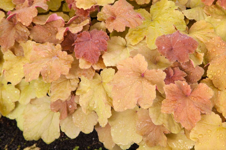 Heuchera villosa 'Caramel', Purpurglöckchen, orange, ca. 9x9 cm Topf