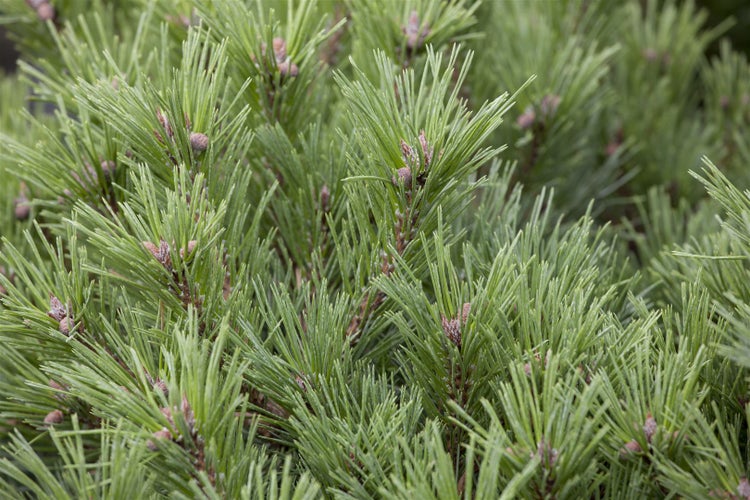 Pinus mugo 'Mughus', Bergkiefer, kompakt, 20–25 cm