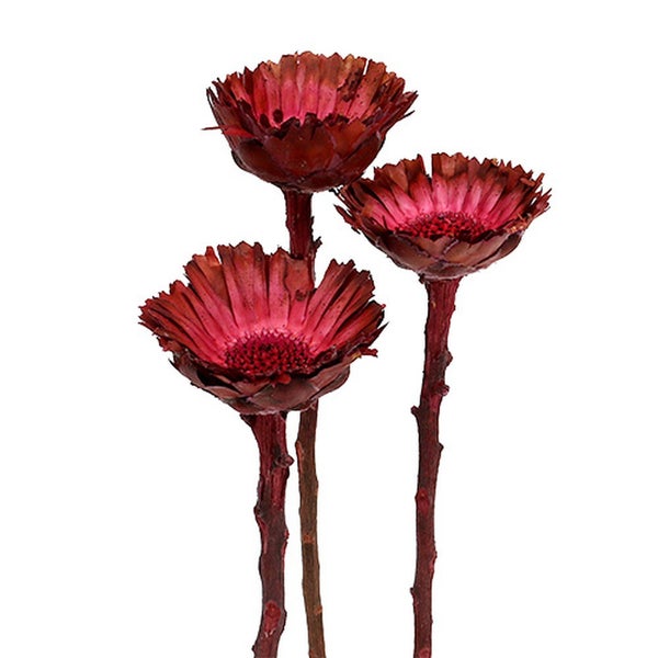 Drei getrocknete Banksia-Blüten für Dekorationszwecke