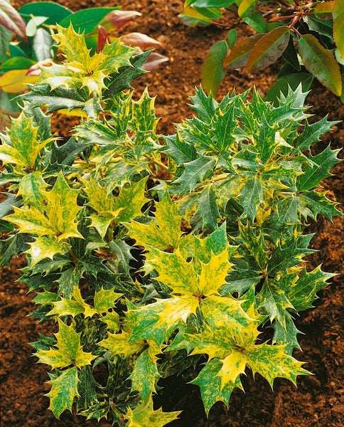 Osmanthus heterophyllus 'Tricolor', Duftblüte, buntes Laub, 20–25 cm