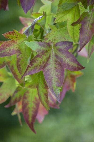 Liquidambar styraciflua, Amberbaum, 150–175 cm