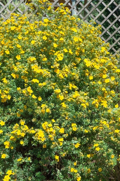 Potentilla 'Goldfinger', Fingerstrauch, gelb, ca. 9x9 cm Topf