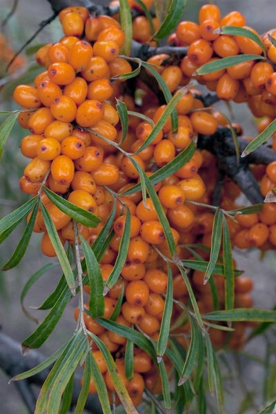 Sanddorn Zweig mit vielen reifen, ovalen Beeren und schmalen, länglichen Blättern.