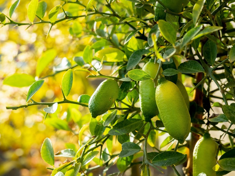Fingerlimette Pflanze Citrus australasica mit länglichen Früchten und grünen Blättern an dornigen Zweigen.