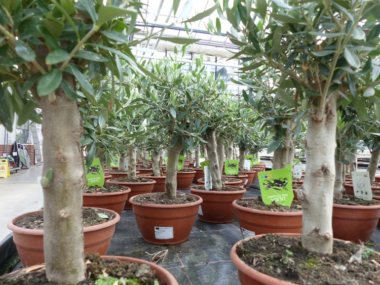Olivenbaum Bonsai Formgehölz, Olive winterhart, Olea europaea 50 - 60 cm