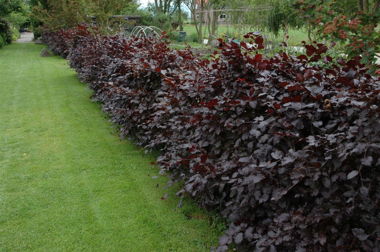 Fagus sylvatica 'Purpurea', Rotbuche, purpurrot, 60–100 cm