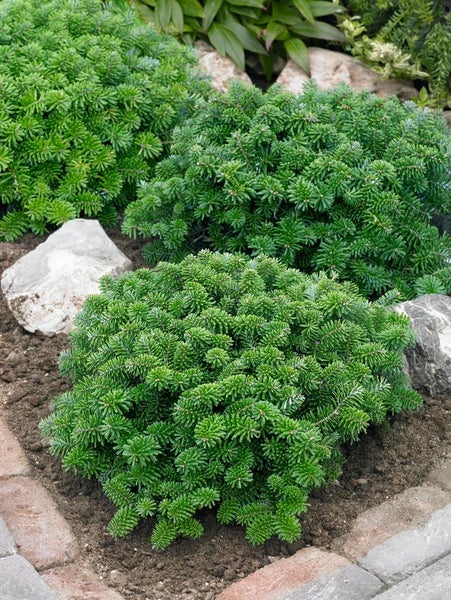 Abies koreana 'Brillant', Koreatanne, kompakt, 25–30 cm