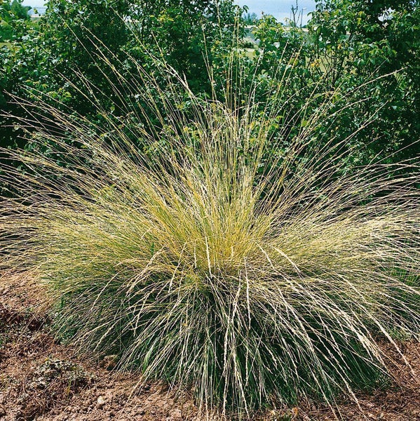 Ziergras im Gartenbeet