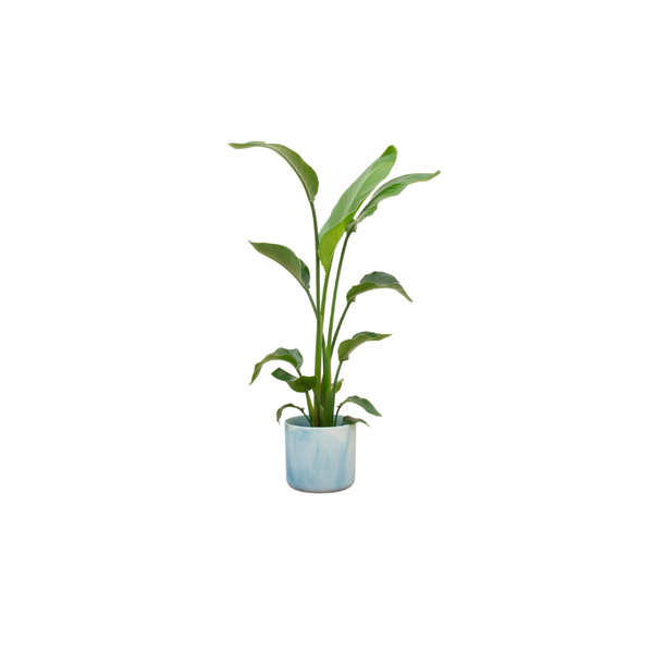 Kombi-Angebot - Paradiesvogelblume Nicolai inklusive Elho Übertopf Ocean Round atlantic blau Ø22 - 120 cm