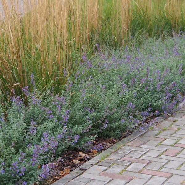 Beet mit Ziergräsern und blühenden Katzenminze Pflanzen entlang eines Pflasterwegs