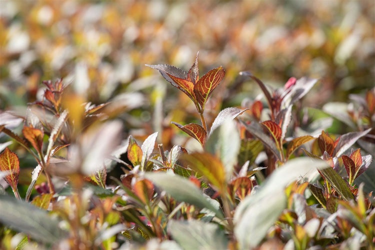 Detailaufnahme einer rotblättrigen Pflanze im Garten