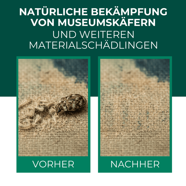 Vorher-nachher-Vergleich der natürlichen Bekämpfung von Museumskäfern und anderen Materialschädlingen