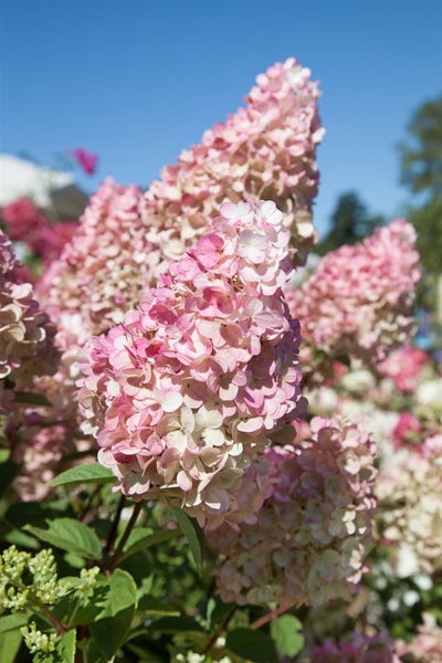 Hydrangea paniculata 'Sundae Fraise', Rispenhortensie, rosa-weiß, 40–60 cm