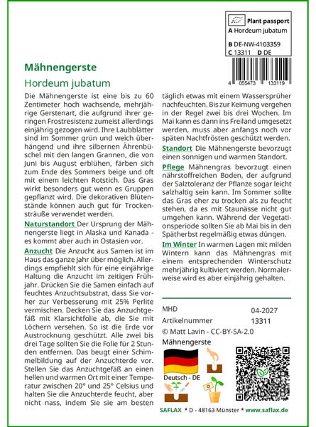 SAFLAX Geschenk Set - Mähnengerste - Hordeum jubatum - 70 Samen - Mit Geschenkbox, Versandaufkleber, Geschenkkarte und Anzuchtsubstrat