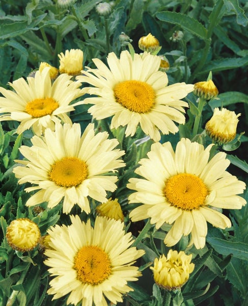 Leucanthemum x superbum 'Banana Cream', Margerite, gelb, ca. 9x9 cm Topf
