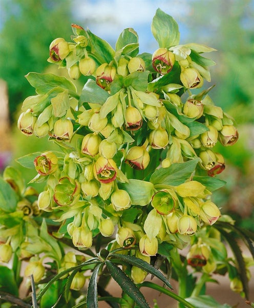 Nahaufnahme einer Nieswurz-Pflanze mit zahlreichen Blüten
