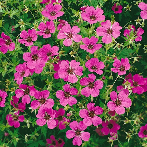Geranium psilostemon 'Patricia', Storchschnabel, leuchtend pink, ca. 11x11 cm Topf