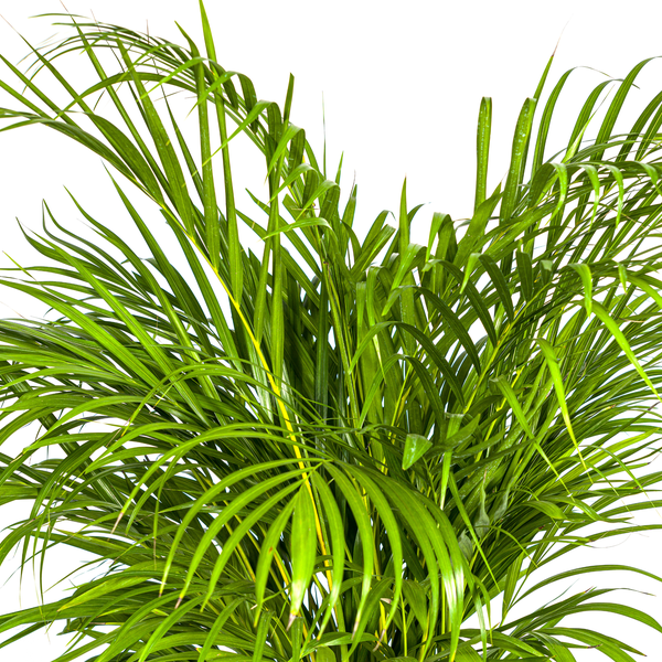 Grüne Zimmerpflanze Areca Palme im Detail