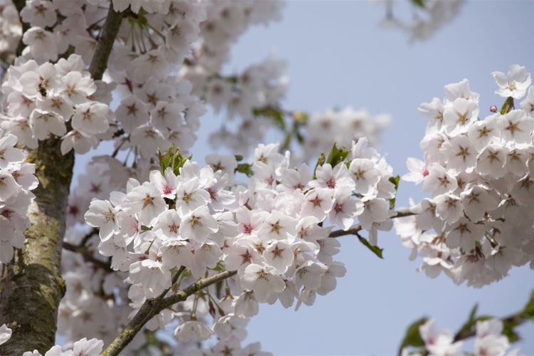 Blühender Kirschbaum mit zahlreichen weißen Blüten im Frühling