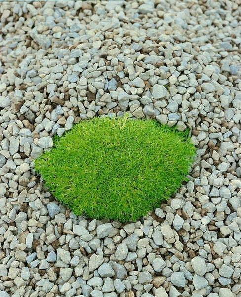 Scleranthus uniflorus, Polsterkissenmoos, ca. 9x9 cm Topf
