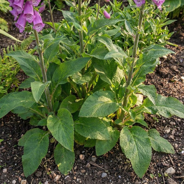 Fingerhut Digitalis purpurea mit purpurfarbenen Blüten und grünen Blättern in der Erde.