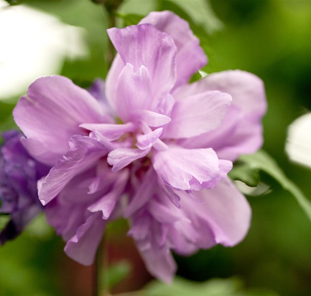 Nahaufnahme einer gefüllten Hibiskusblüte