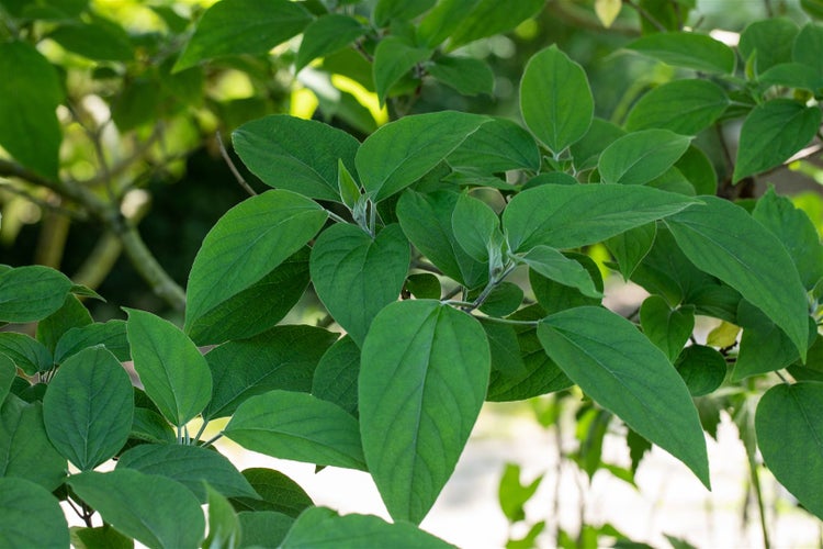 Clerodendrum trichotomum fargesii, Harlekinblume, 60–80 cm