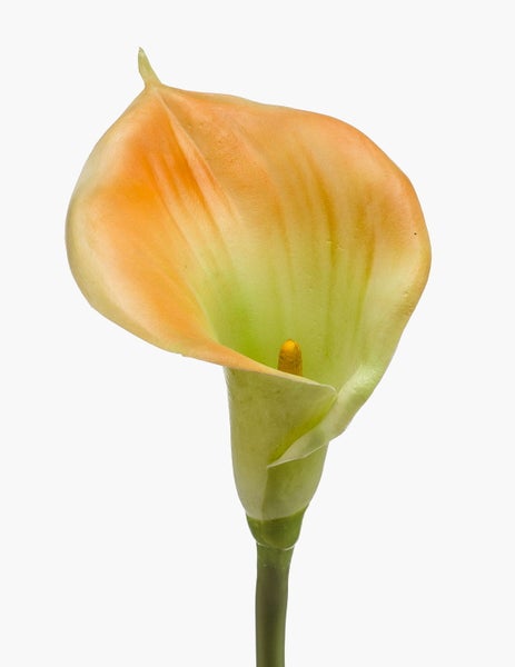 Zantedeschia Blüte mit langem grünem Stiel.