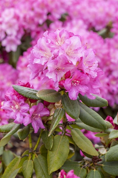 Rhododendron yakushimanum 'Blurettia', rosa Blüten, 25–30 cm