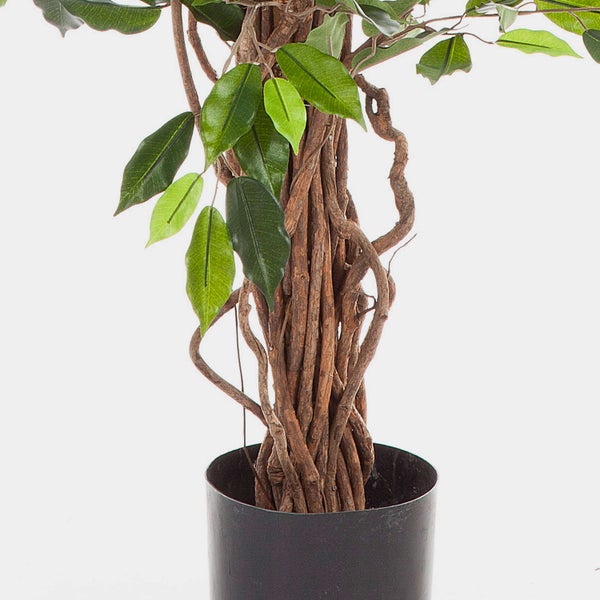 Künstliche Ficus-Pflanze mit geflochtenem Naturstamm und grünen Blättern im schwarzen Topf.